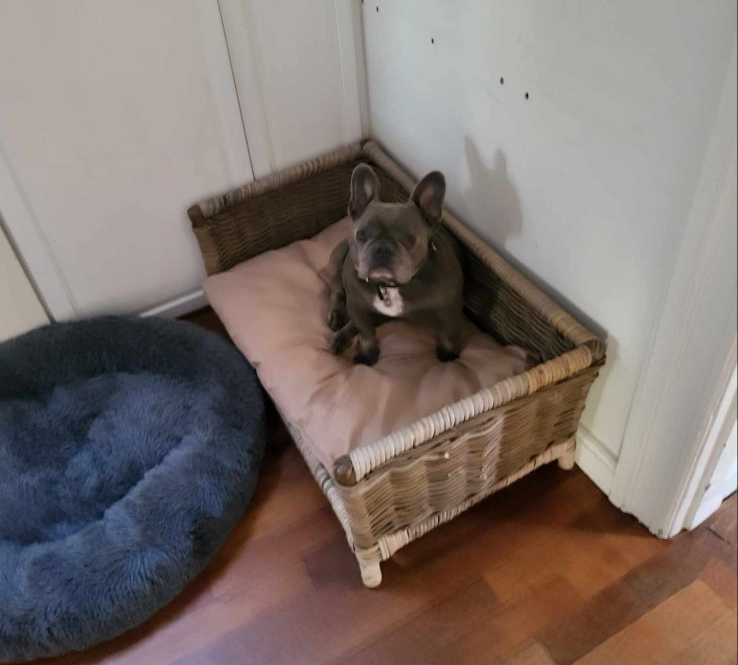 Dog bed