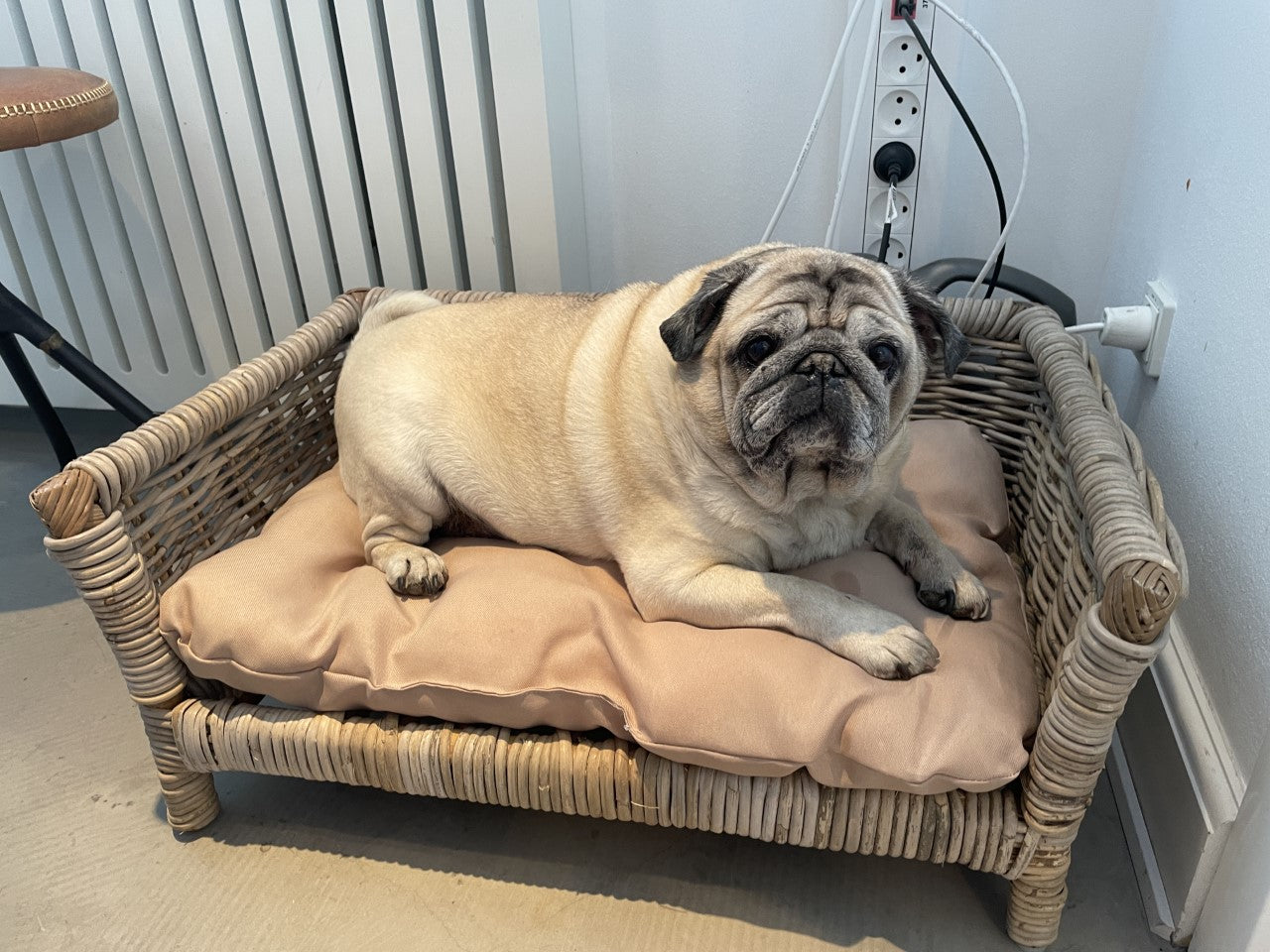 Dog bed